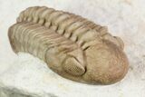 Detailed, Long Kainops Trilobite - Oklahoma #95688-6